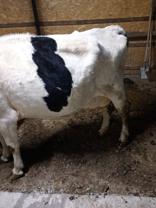 Vaca de vânzare cu lapte