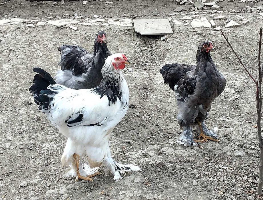 Brahma tineret 2025