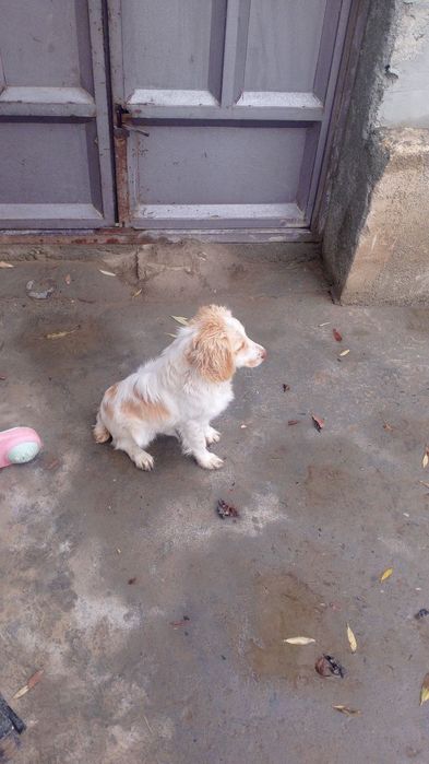 Овчи кучук сотилад