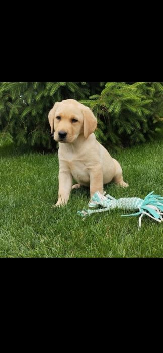 Vând pui de labrador