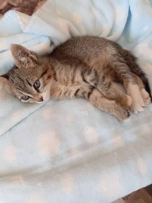 Подарява се женско коте.