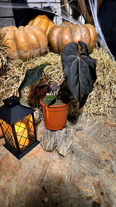 Антуриум гибрид дарк и хэндсом