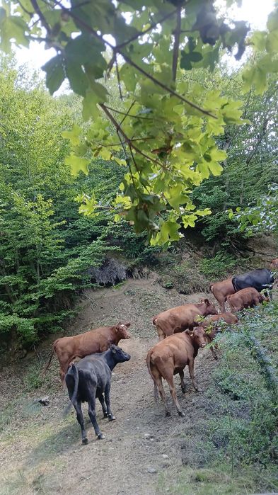 Vand juninci angus