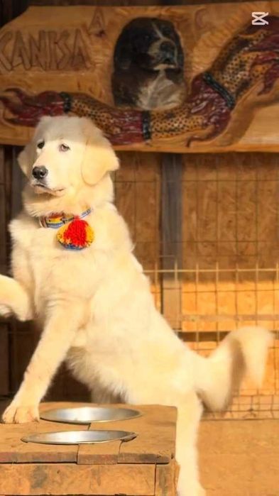 Femelă Ciobănesc Românesc De Bucovina