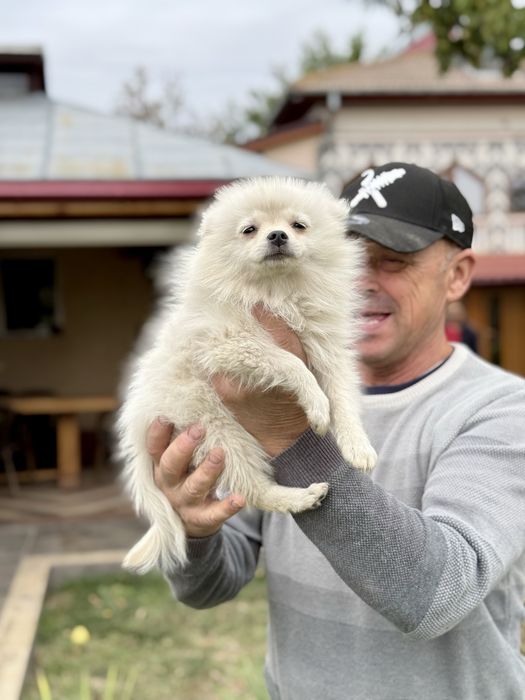 Pomeranian de poveste, mascul si femela