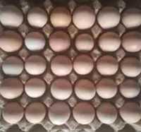 продам инкубационные яйца адлер серебристый