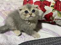 Scottish fold shinshila