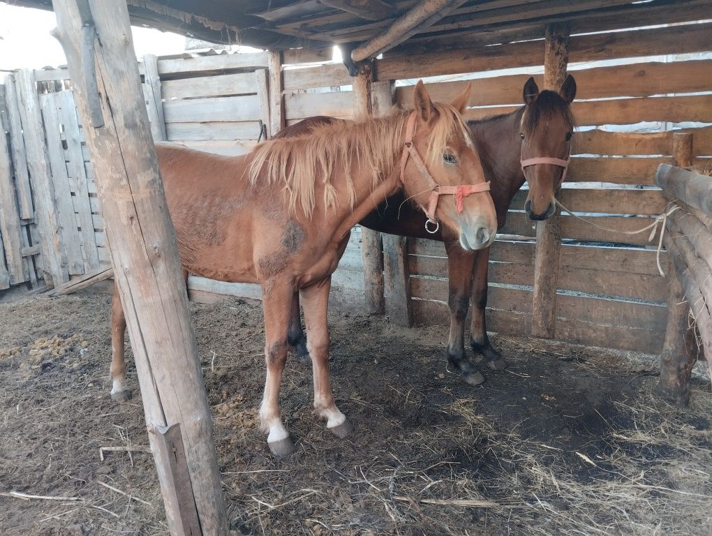 Продам 1.5  кобылка и жеребчик