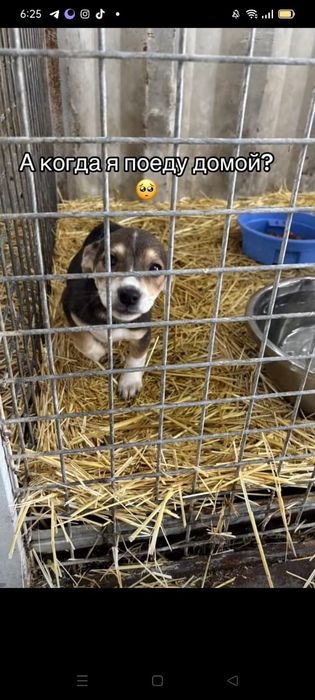 Щенятки Дворянины разных возрастов ждут любящих хозяев