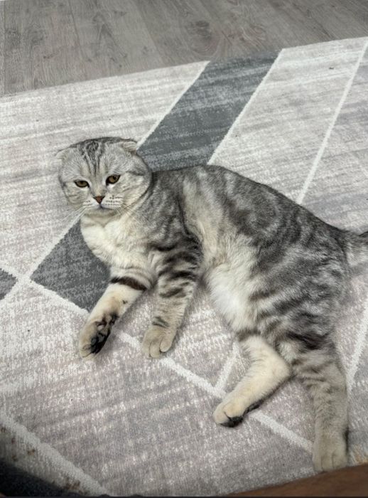 Мысық бар шотланд парода