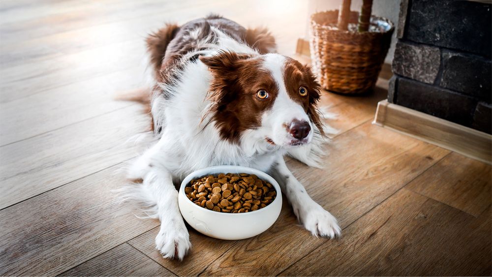 Выгул собак и услуга ПЕТСИТТЕРА