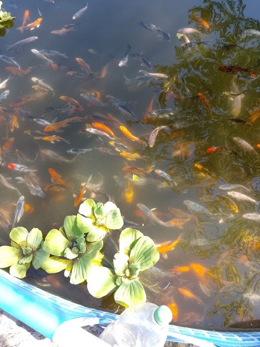 Crap koi , carași shubunkin,comete,trimit in toată țara !