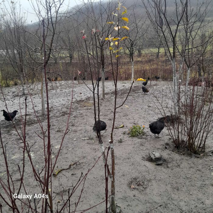 Vând cocosi si gaini Australorp negru