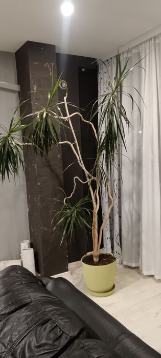Палма драцена 2,5м