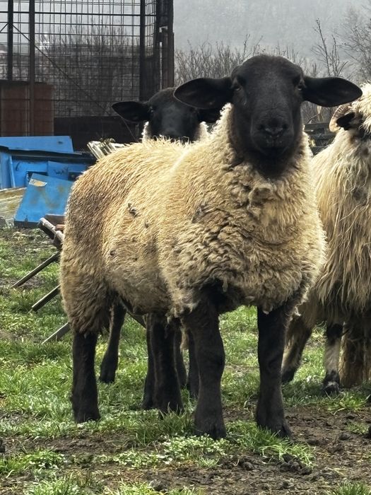 Vand berbec si noatina sulffok