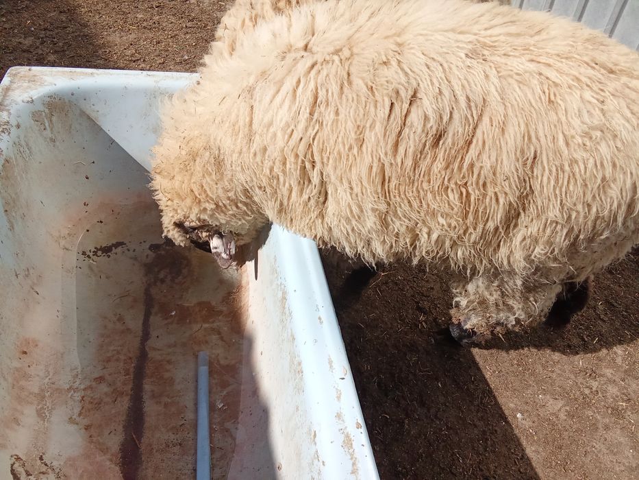 Vând berbecut țurcan