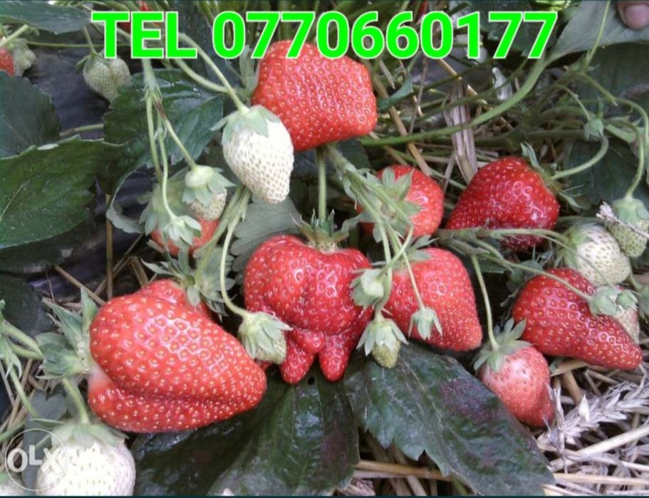 vand stoloni capsuni diverse soiuri remontante ALBION ,sau anuale