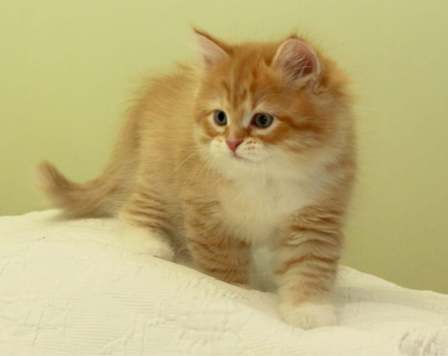 Femelă~ Siberiana de pădure ~