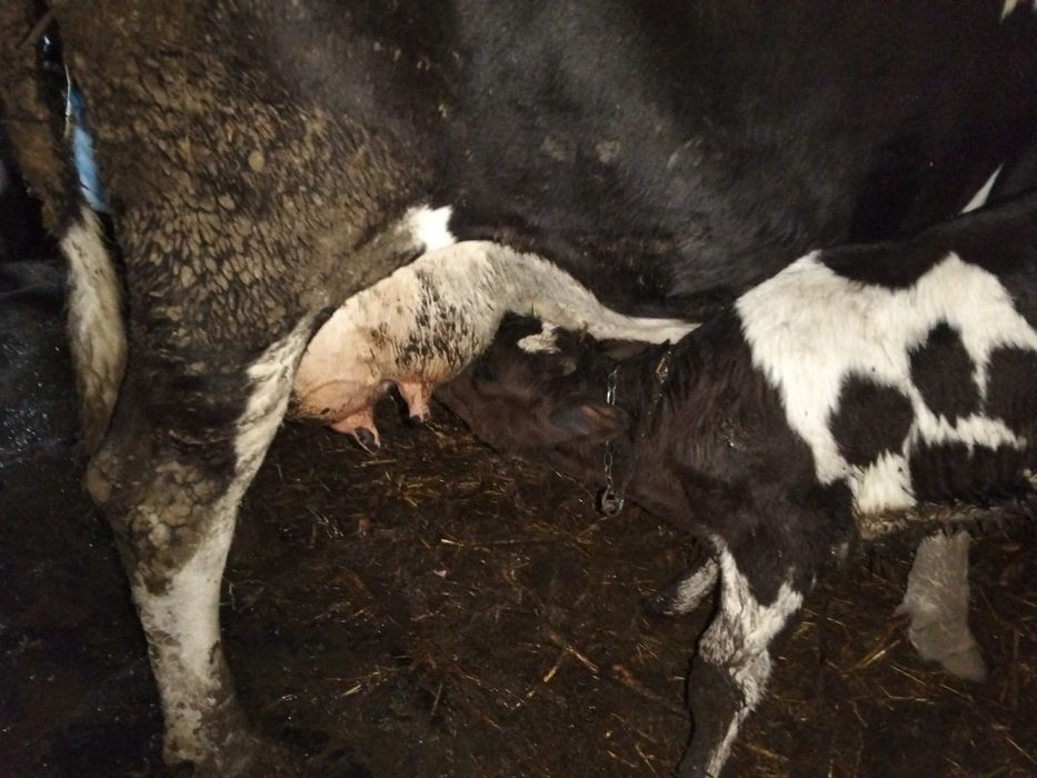 Vaca de lapte holstain