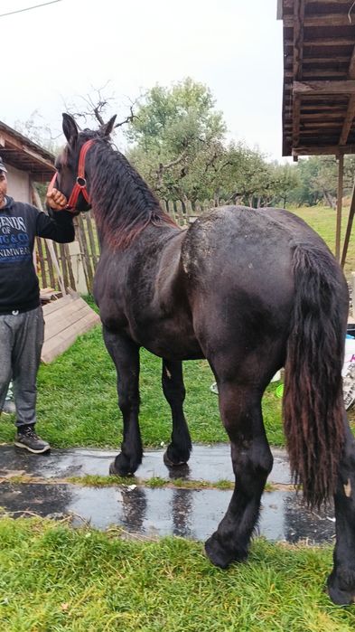 Vând mânza neagra metis frizian un an și 2 luni