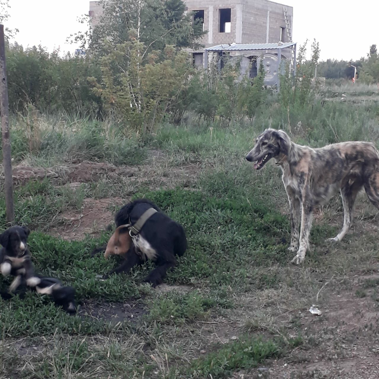 Казаки Кумай тазылар