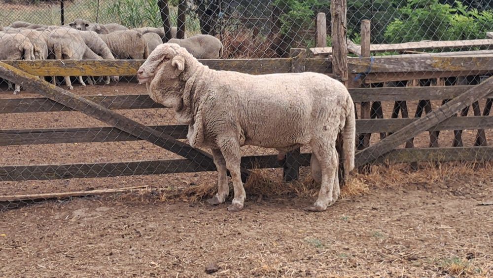 Berbec Merinos!!!