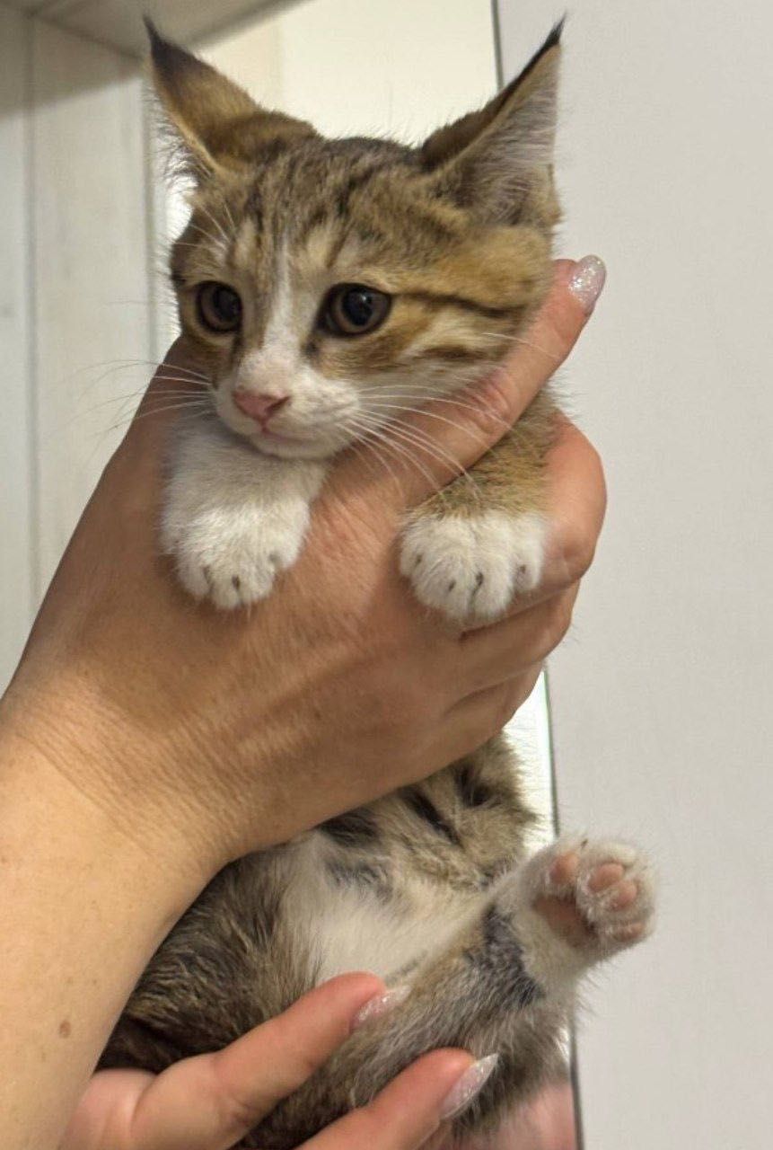 Котята в хорошие руки