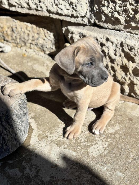 Кане Корсо/Cane Corso