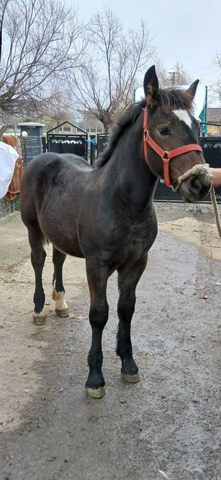 Vând manzuca de 4 luni jumate