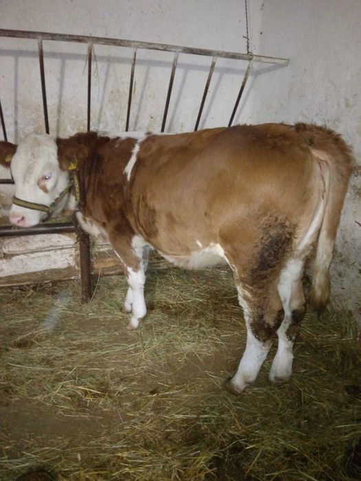 Vand vitea de 6 luni, 250 kg