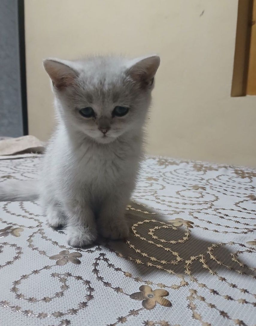 Qiz bola mushuk yaqinda 3 oy boladi.Zoti Zerebranskiy shinshila