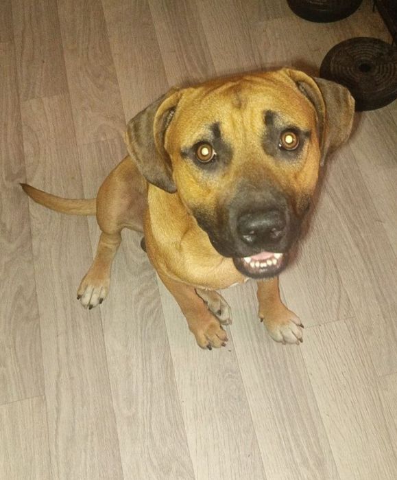 Ищем питбулю невесту на вязку