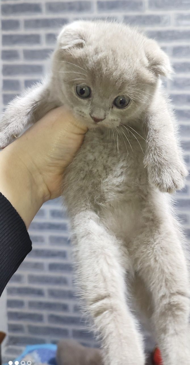 Продаются котята