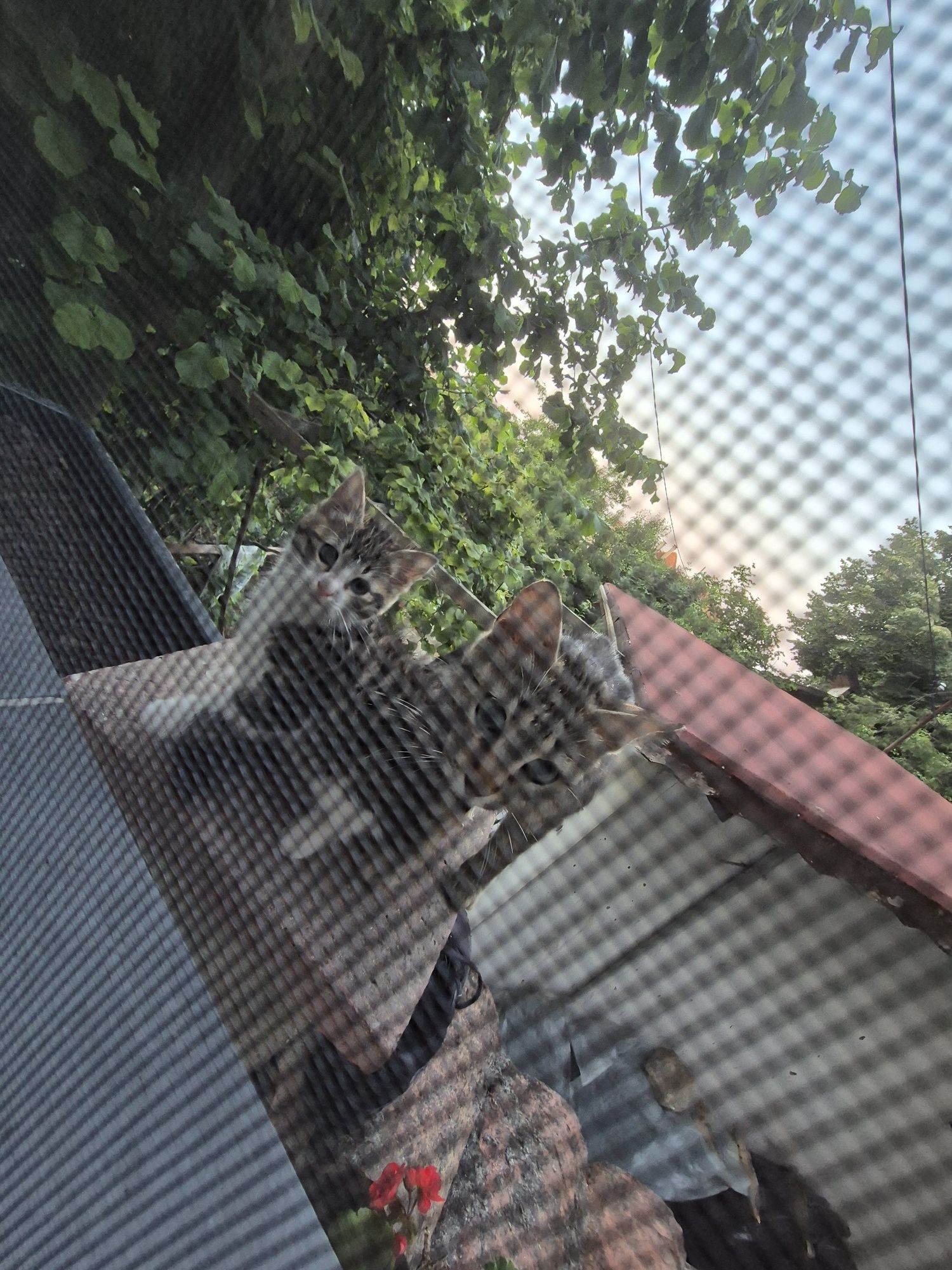 Мъжко коте търси дом