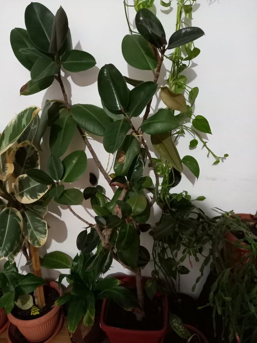 Vând plante de apartament