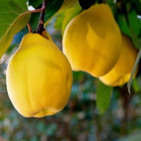 Gutui Sidonia ambalați 5+1 gratis