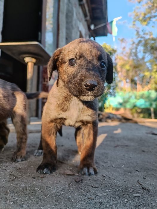 Подарявам кученца