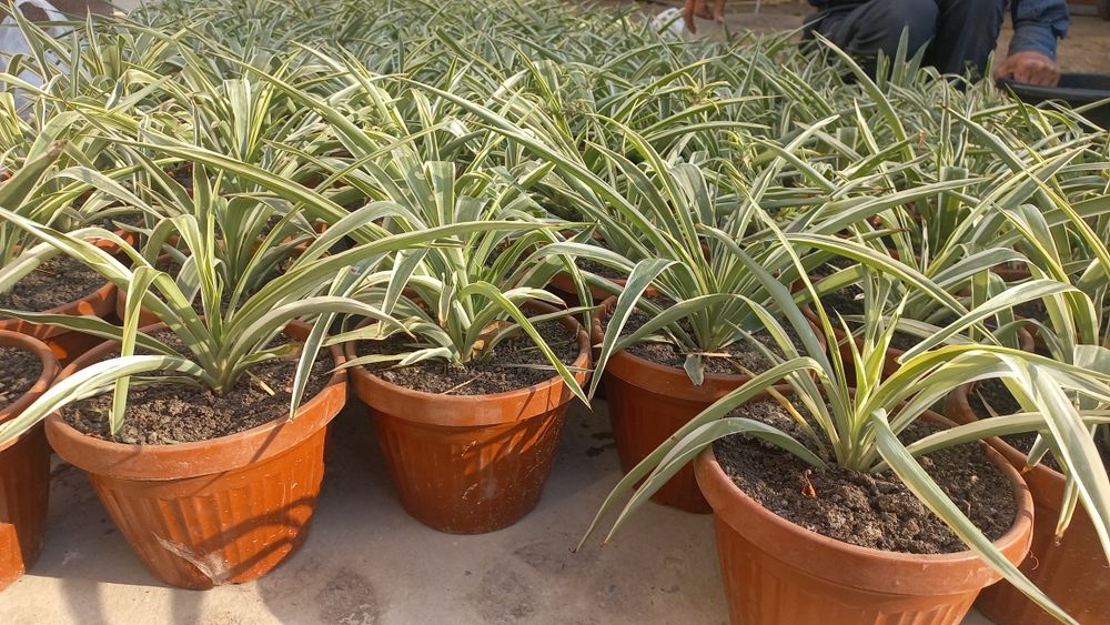 Gullar Sotiladi arzon