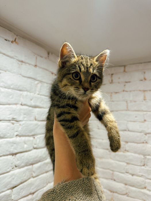 Нашли котенка, пристраиваем!