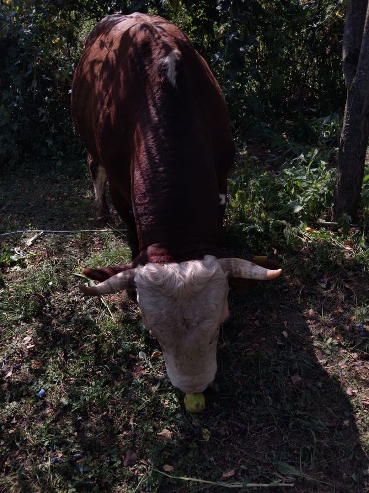 Taur de rasă de vanzare