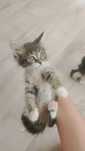 Котята маленькие