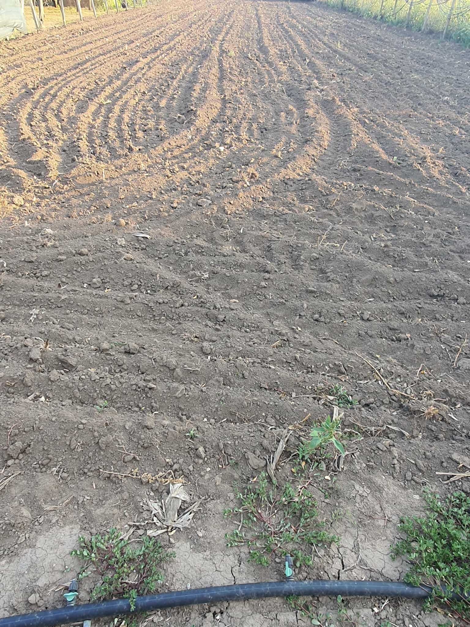 Парцел в село Полковник Свещарово, Добрич