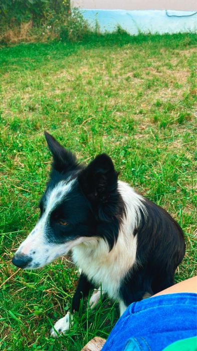 De vanzare,catei Border Collie!