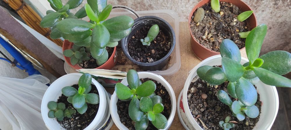 Vând planta decorativa Crassula și Regina Purpurie
