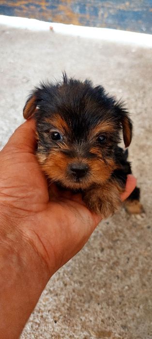 Yorkshire  Terrier