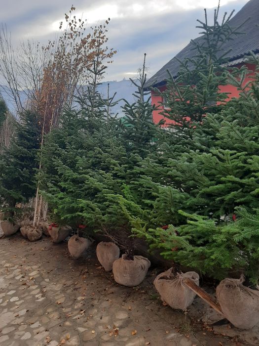 vindem copaci,mesteacăn tei paltin stejar brazi etc