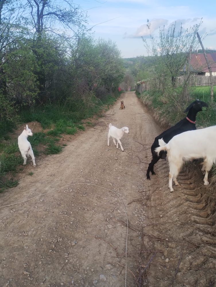 Iedita si ied sanen anglo nubiana