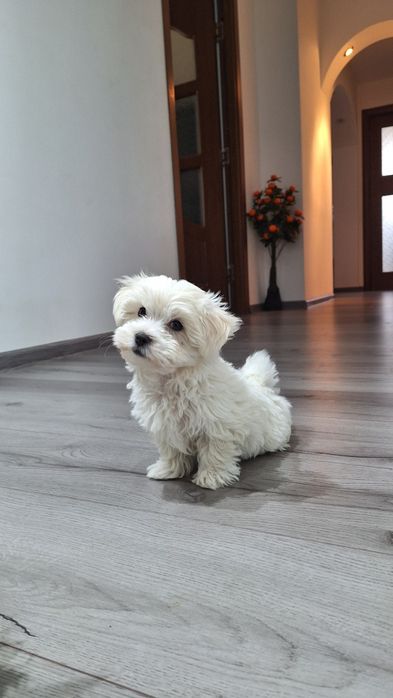 Bichon malteze mini-toy
