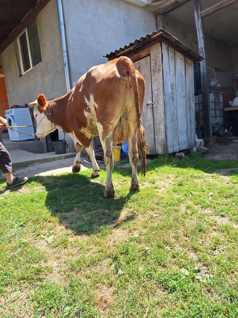 Animale de vanzare