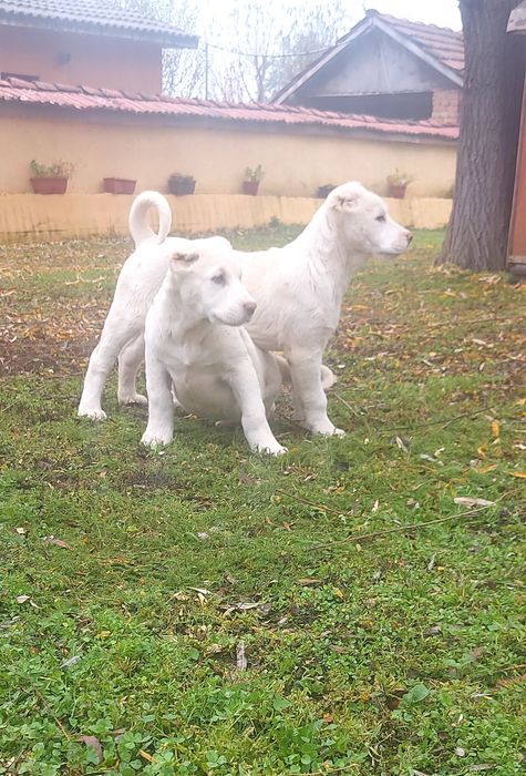 Кавказки вълкодав